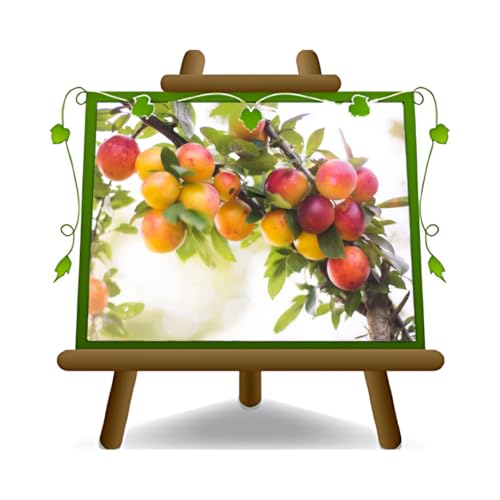 EURO PLANTS VIVAI Prunier Mirabolano 29C plante fruitière en pot 20 cm hauteur 150~170 cm - Âge 2 ans