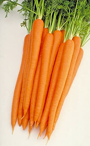Graines De Légumes De Carottes Super Sucrées Sugarsnax Pour Le Jardin À La Maison Graines De Heavy Torch