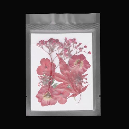Flores secas prensadas naturales para manualidades miniatura 4