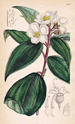 Melastoma Denticulatum. Toothed Melastoma. Tab. 4957 - Pflanze Planzen plant plants / flower flowers Blume Blumen / botanical Botanik botany / aus 