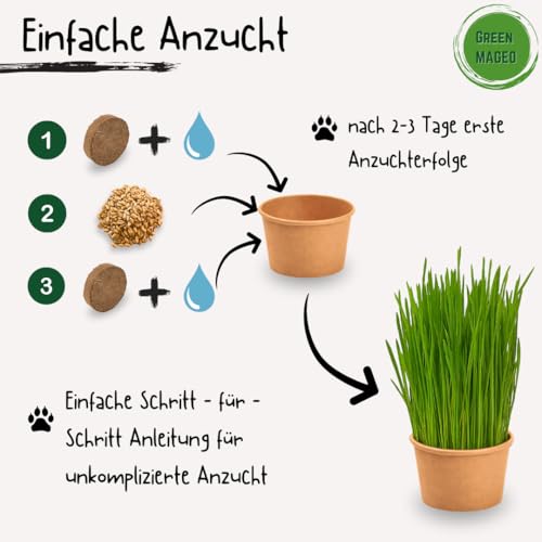 Green MaGeo 5er Set Katzengras Samen - Gras Anzuchtset für Katzen - Gras zum Fressen für die Katze - 5X Katzengrassamen Set - Katzengras für Balkon und Wohnung