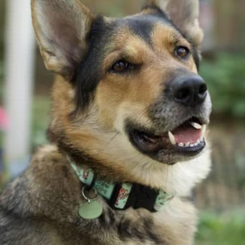 Geräuschlose Runde Personalisierte Hundemarke aus Silikon Beidseitig Graviert Anpassbarer Haustier-ID-Anhänger mit Optionalem Muster für Hunde und Katzen Geräuschlose Namensschilder(Farblose Gravur)