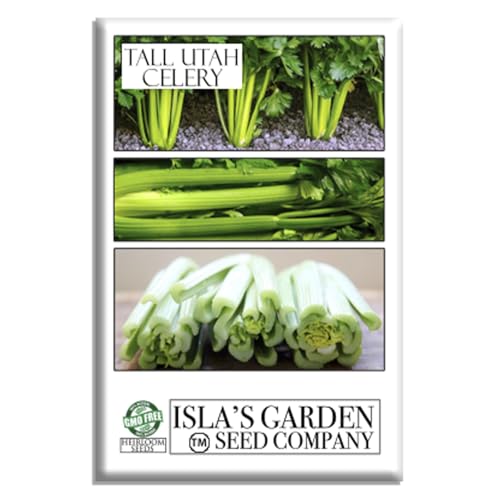 Tall Utah 52-70 Improved Celery Seeds (Apium graveolens) – 2,000+ Non-GMO Heirloom Seeds by Isla’s Garden Seeds, Crisp & Tender Stalks, Reliable Growth & Slow Bolting, Great for Juicing,& Fresh Eating