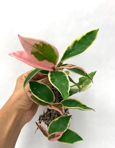 Tricolor Hoya Krimson Queen, Hoya Carnosa Variegata Tricolor Hoya Ships from CA (4' Pot)