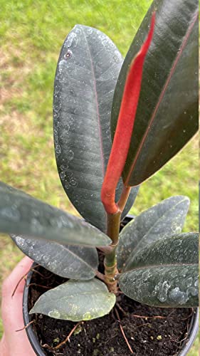 Ficus Elastica, Rubberplant, India Rubber Plant, India Rubber Tree, India Rubber Fig,In A 4 Inch Pot, Very Filled Healthy #TOP6