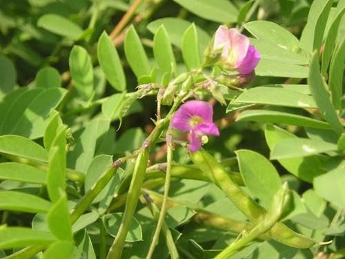 Tephrosia purpurea Live Plant, Kozhinji Live Plant, 1 No. (B0DBKWXPJ1) Amazon Price History, Amazon Price Tracker