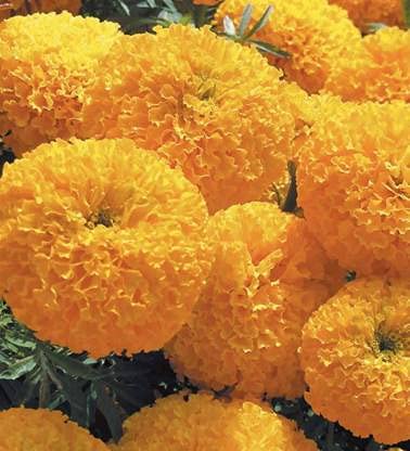 BALAJI TRADING COMPANY All Season Hybrid F1 Premium 100% Germination Organic MARIGLOD Yellow (GENDA PHOOL) Flower Seeds (Marigold Gulzafri Orange) (B0BDXNGJB8) Amazon Price History, Amazon Price Tracker