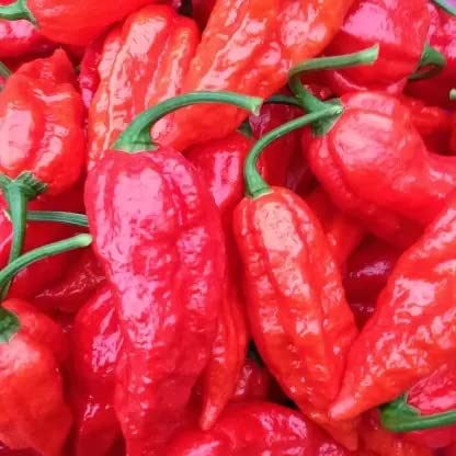 Ovule Bhut Jolokia Chili Pepper | Chilli Seeds | Seeds Tested And Packed For Terrace and Home Gardening (Chilli) (200 Per Packet) (B0C5T3SXZ6) Amazon Price History, Amazon Price Tracker