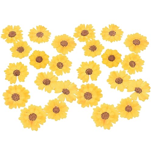 BELLIFFY 24 piezas flores de margarita secas naturales para manualidades miniatura 1
