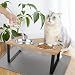 Otauoaea Katzennapf Erhöht - Futternapf Katze Erhöht aus Edelstahl mit Napfunterlage Silikon - 15° Gekippte Ergonomischer Futterstation Katzen Napfset Hundenapf - 350ml Fressnapf und Wassernapf