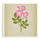 Lantern Press Canada, Vintage Flora, Alberta Wild Rose (Absorbent Ceramic Coaster, Single, Cork Back, Kitchen Table Decor)