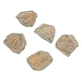 Trilobitenschwanzfelsen - die ermöglichen es den schülern, die skelettstruktur des trilobiten visuell zu , antike