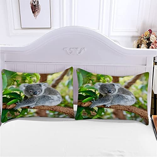 Housse de couette 220x240 koala anti-froid en microfibre douce