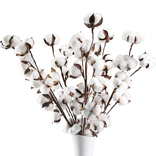 GTIDEA 5 Pack Cotton Stems Flowers Decor Total 50 Balls Natural Cotton Plant Farmhouse Dried Floral Arrangement for Home Table Centerpiece Vase Party Wedding Decorations (22 Inch)