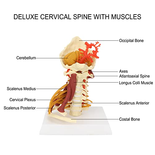 Image of Cervical Spine Model,Removable Human Spinal Model, for Doctor Patient Communication Science Classroom Study Display Teaching Model