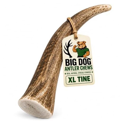Big Dog Antler Chews Elk Antler Dog Chew, Extra Large Tine, 8 inches to 12 inches, XL - Great for Your Large to Extra Large Dogs and Puppies Brand