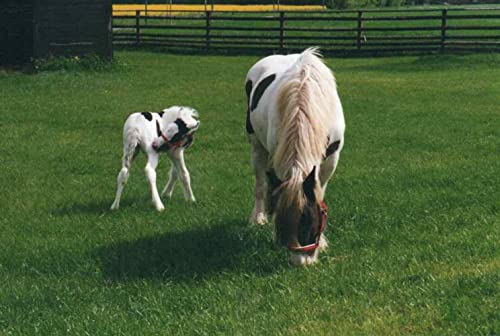 Foto von Scheidler horse-direkt Mariendistelöl 1L Einzelfuttermittel für Pferde, Hunde & Katzen – Natürliche Nahrungsergänzung & kaltgepresst – Reich an Omega 6 und Vitamin E – inkl. Dosierkappe