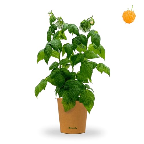 Bloomify® Bio Gelbe Himbeerpflanze 'Heinz' | 40 bis 60 cm großer ertragreicher gelber Himbeerstrauch | winterharte und pflegeleichte Himbeere für Garten oder Topf | besonders süße, leckere Früchte
