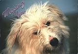 Missing You Shaggy White Dog Portrait Dogs Original Vintage Postcard
