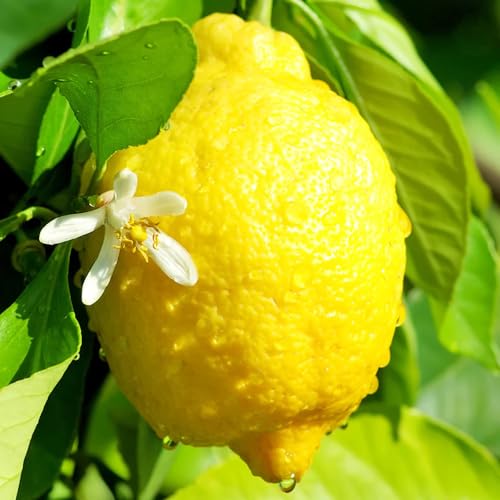 Aceite esencial premium orgánico de limón 5ml miniatura 2