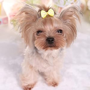 aoozleny Pet Hair Clips, Bowknot Bows Dots Pet Hair Clips for Cats Dog Puppy,Random Color,24PCS aoozleny Pet Hair Clips, Bowknot Bows Dots Pet Hair Clips for Cats Dog Puppy,Random Color,24PCS