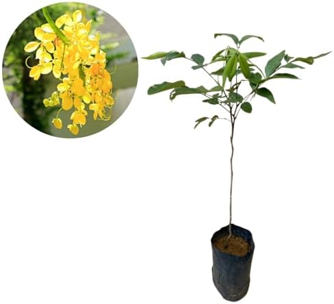 Muda De Acácia Imperial Pronta Para O Plantio - Floresce Rápido