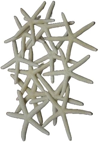 12 PCS White Pencil Finger Starfish Star SEA Shell 3" - 4" #7369 Fast Free Supply