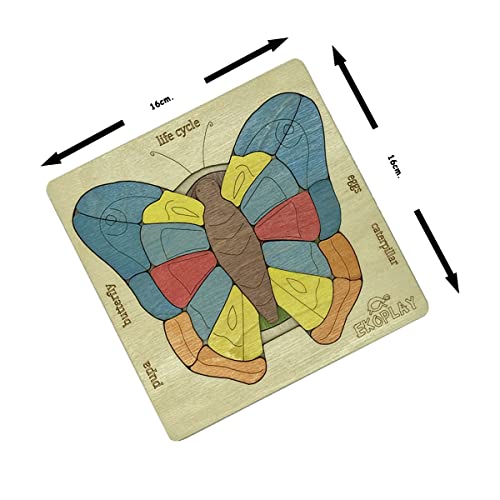 Life Cycle of A Butterfly - Image 2