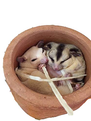 1 Sachet Sugar Glider, Hamster, Squirrel, Hedgehog, Chinchillas, Rabbit, Ferret, Small Exotic Pet Food Supplies Fish Snack 30 G. + 10% Bonus = 33 G. #TOP4