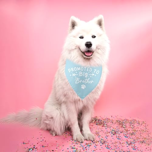 Bandana para cachorro Big Brother anúncio de gravidez anúncio de cachorro anúncio de bebê anúncio de