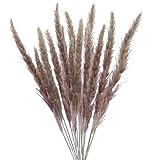 Decoración de hierba de caña: Las cañas pequeñas reales son muy adecuadas para decorar la sala de estar, el comedor o el estudio, así como para decorar arreglos florales de oficina y bodas. Exquisitos obsequios para el Día de la Madre, San Valentín, cumpleaños y otros eventos especiales.