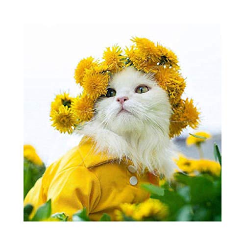 Peinture diamant 5D chat blanc et fleurs jaunes broderie résine plein
