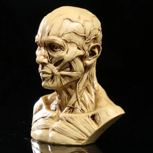 Image of Aendu Portable Human Model Craft Anatomy Skull Head Muscle Bone Medical Artist Drawing Study, As shown in the figure