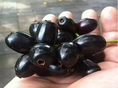 Image of Live Thai Grafted Black Jamun Plant Height 1-2 FT, Java plum Black plum grafted Black Jamun Karuppu jamun kaala jaamun Kala jamuna Fruit tree KALO JAM Grafted Plant with polybag