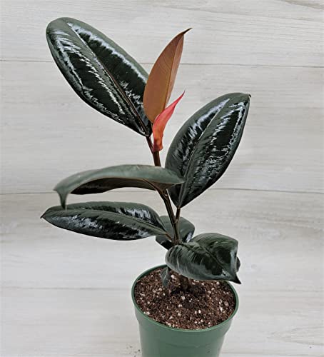 Rare Variegated Rubber Plant,Ficus Elastica Burgundy 'Rubber Tree' In 3" Pot By 3Exoticgreen #TOP1