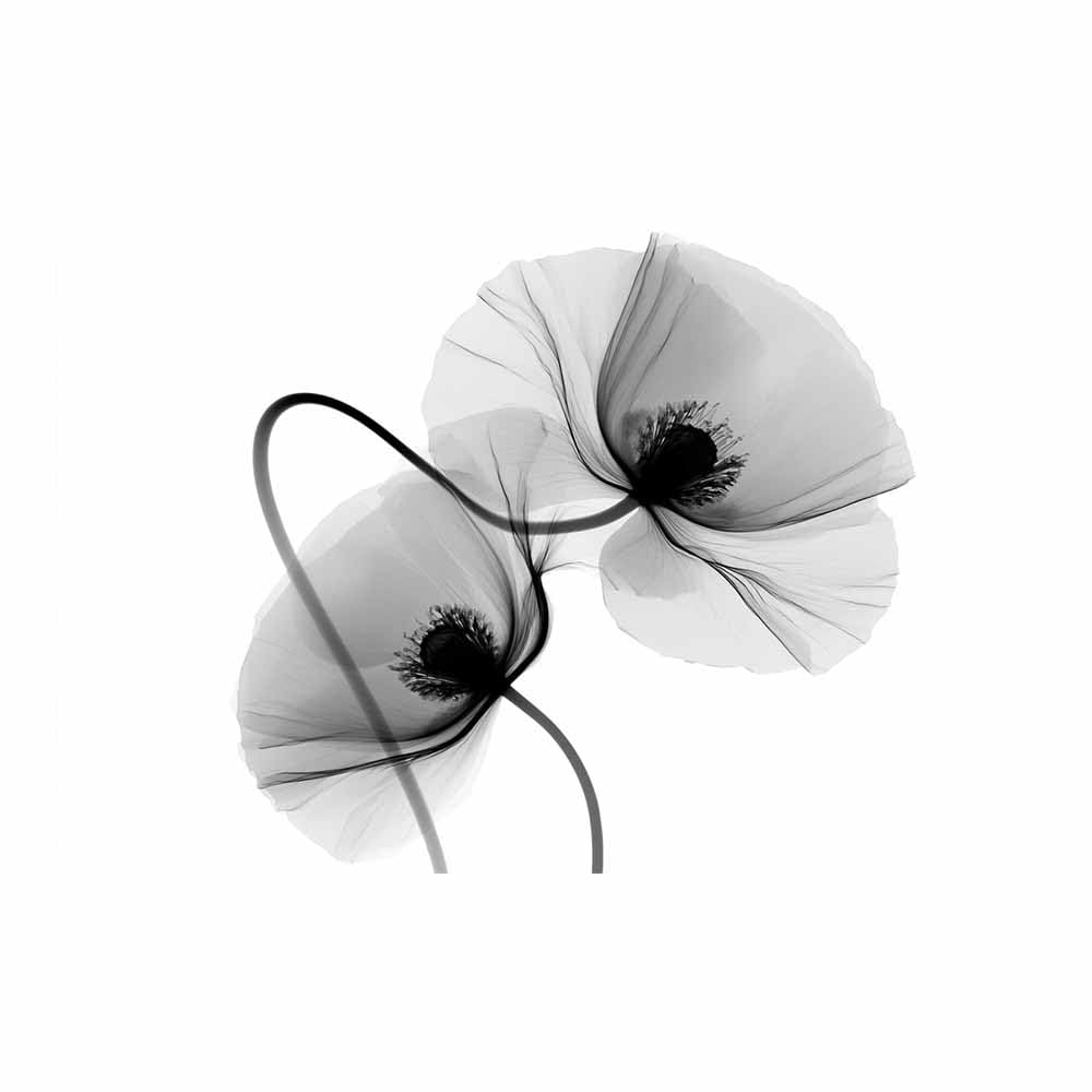 HOQIU Black Grey And White Wall Art Monochrome Poppies canvas wall art, painting and decor, for Living Room Bedroom Home Decoration(Multicolor)-80x120cm Unframed