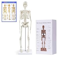 NLShan Human Skeleton Model
