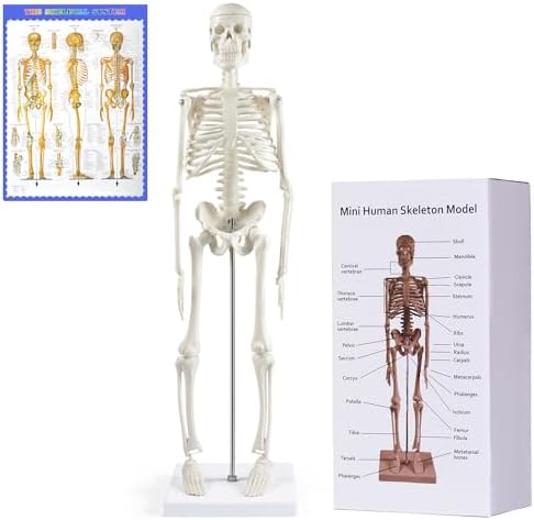 NLShan Human Skeleton Model: 17" Mini Anatomy Study & Display, Movable Arms & Legs, Portable, Skull Theme, For Classroom & Home Office