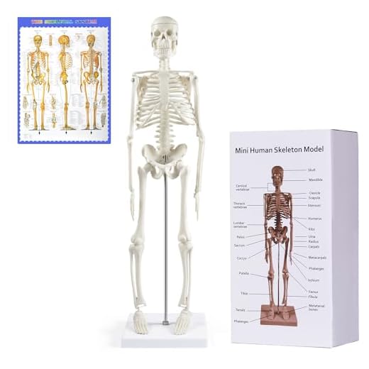 NLShan Human Skeleton Model for Anatomy: Scientific Model with Movable Arms, Legs & Display Stand - 17" Mini Human Skeleton Model for Study and Display