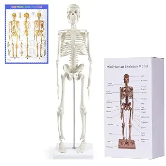 NLShan 17.7-Inch Human Skeleton Anatomy Model with Movable Joints and Stand