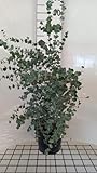 GRDplanten
