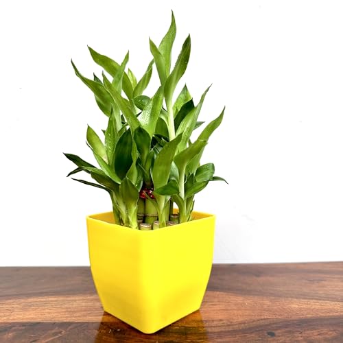Image of Two layer lucky bamboo | For Living Room or Office table | indoor plants for good luck and air purification (Bamboo Plastic Yellow Pot)
