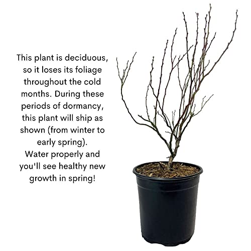 Shrub Elliot Blueberry, 2.25 Gallon, Bold Green Foliage With Beaming Blue Berries #TOP5