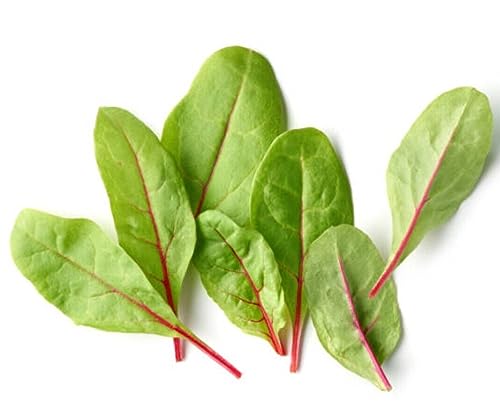 Beetroot Baby Leaf 50 Seeds Fast Growing Garden Vegetable Easy
