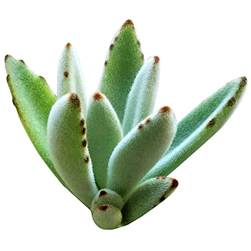 Kalanchoe Panda Plant | Healthy Succulent Kalanchoe Live Easy Care Indoor House Plant, Fully Rooted In 2/4/6 Inch Sizes (2 Inch) #TOP4