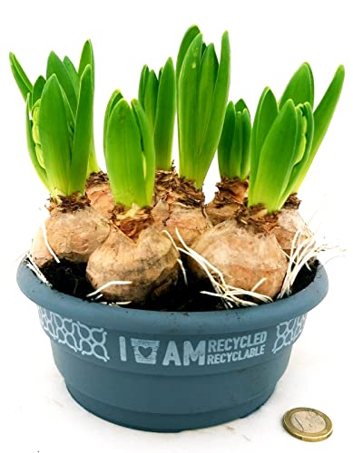 POWERS TO FLOWERS - GIACINTO BIANCO CIOTOLA 17CM DIAMETRO, pianta vera