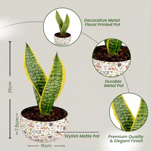 Image of Amulya Farms Indoor Plants for Home | Snake Plant Indoor Live Plant in Premium Floral Print Metal Pot | Air Purifying Indoor Plants for Home & Bedroom | Low Maintenance Indoor Plant