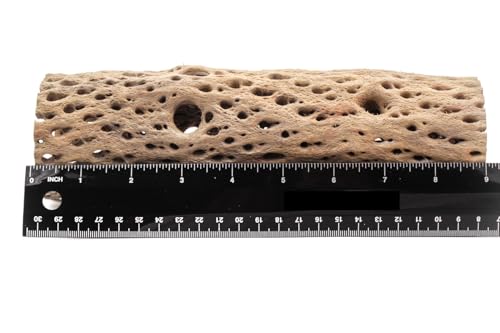 Image of 3, 6, 9, 12 Inch All Natural Teddy Bear Cholla Wood Extra Hollow Untreated Organic Aquarium Driftwood Decoration Chew Toy Shrimp Crab Cichlid Nano Tank Birds 1 or 5 Pieces (1 Piece, 9 inch)
