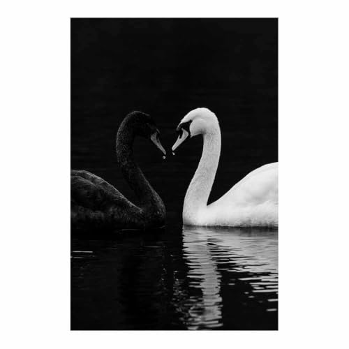 Toile murale couple du cygne affiche grand format 80x120cm sans cadre