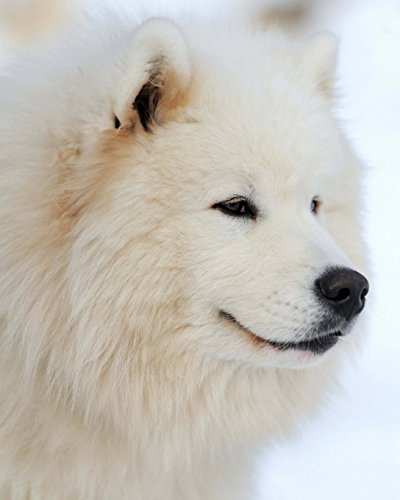  Siberian Husky: Artified Pets Journal/Notebook/Diary, 8\